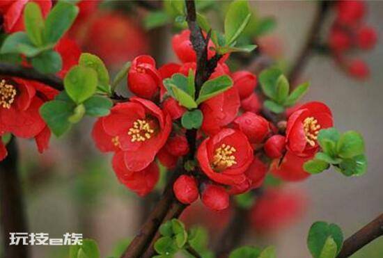海棠树什么时候开花(盆栽海棠花花期时间有多久)-图片7